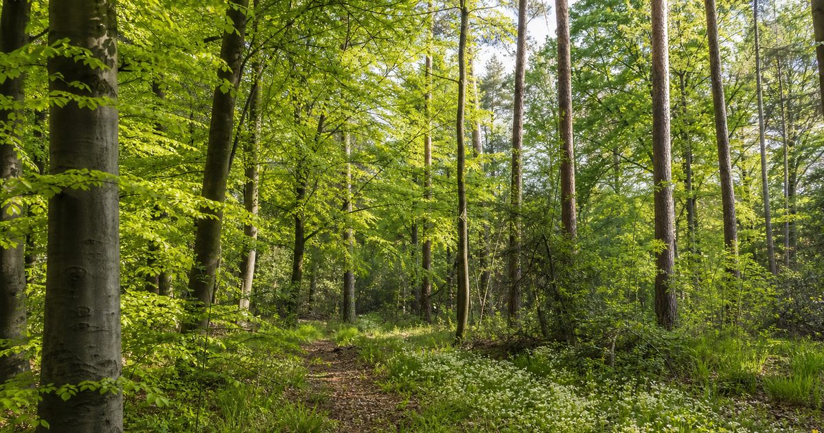 Weekend Veluwe: weer, uitagenda en wat te doen (8 mei 2026 – 10 mei 2026)