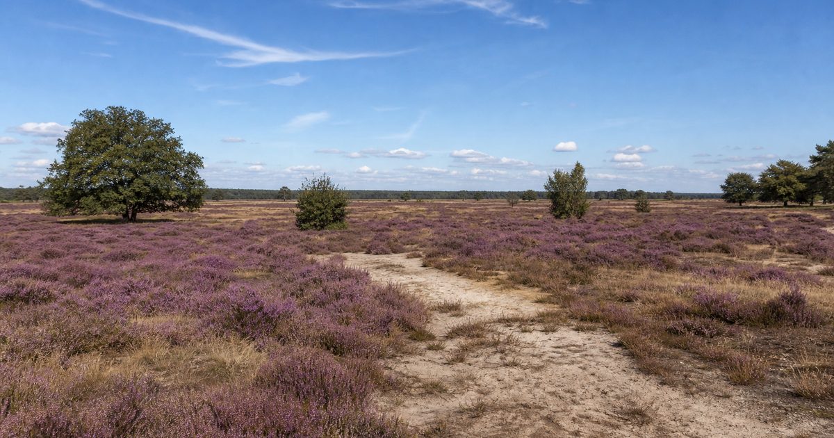 Gelderland nieuws op de Veluwe: welke regionale thema’s spelen hier het sterkst?