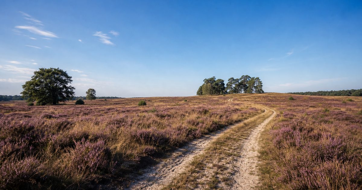 Camping Veluwe: wat zijn de verschillen tussen kamperen bij bos, heide en Veluwemeer?