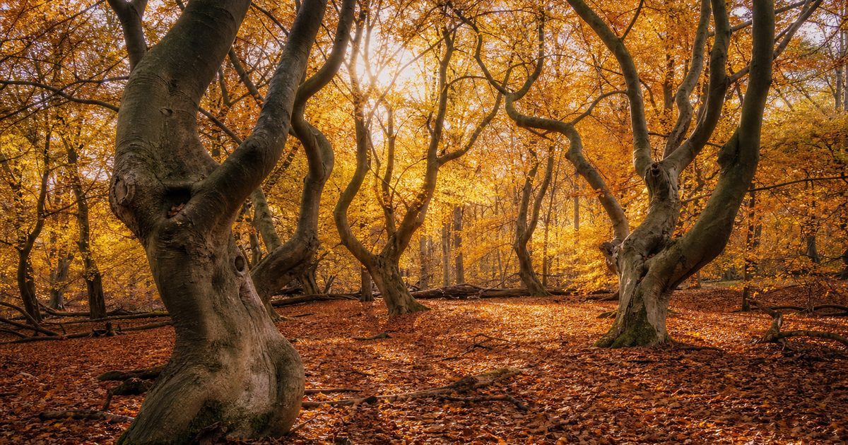 TopParken Resort Veluwe: wat kun je verwachten van deze locatie en de omgeving bij Garderen?
