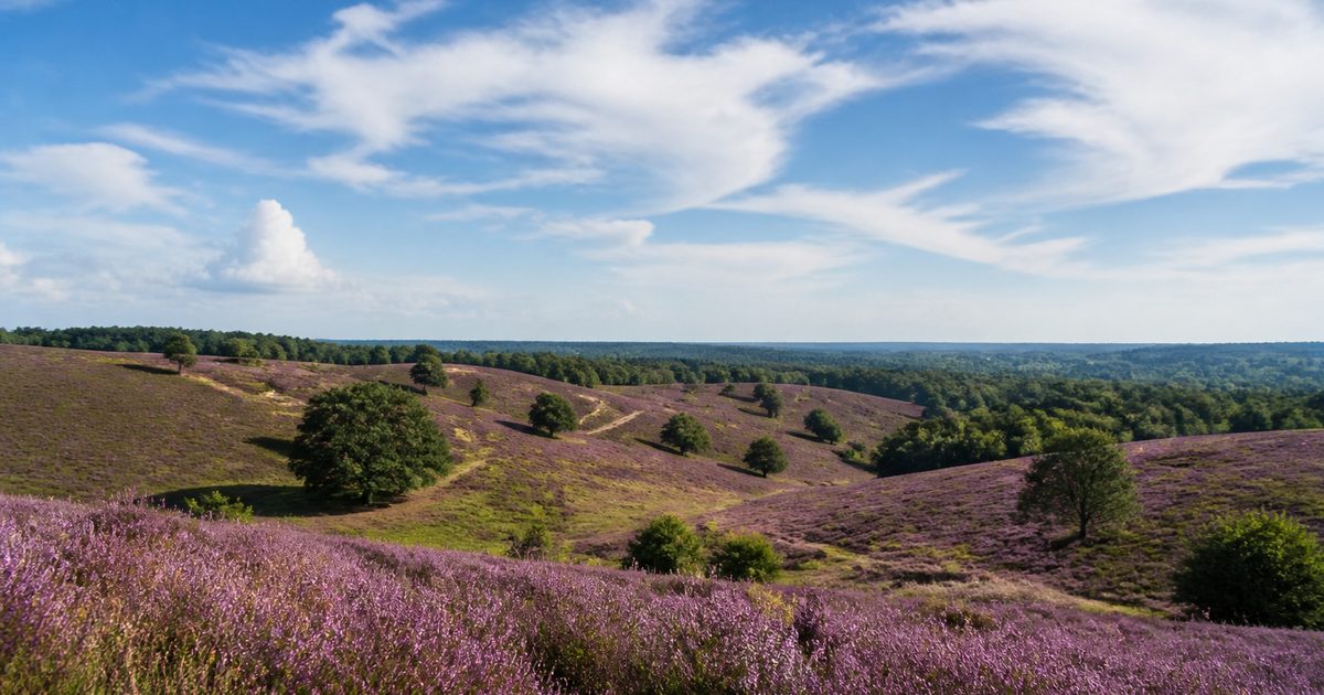 Leuke dingen om te doen op de Veluwe: 15 plekken voor een dag vol natuur, erfgoed en dorpse sfeer