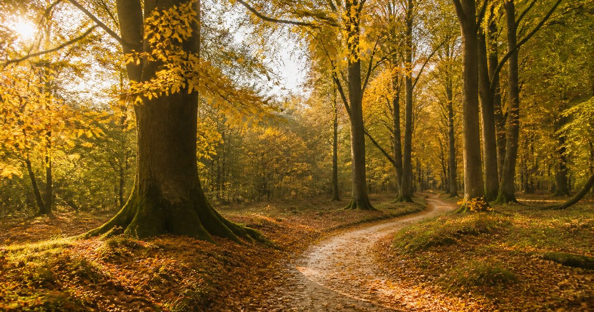 Hotels Veluwe: waar verblijf je het best als je rust, bos of een levendig dorp zoekt?