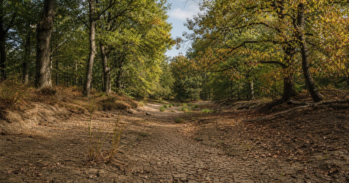De Veluwe en watertekort: wat merken bossen, beken en vennen daarvan?