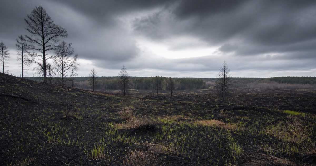 Veluwe brand: welke grote natuurbranden de streek hebben getekend