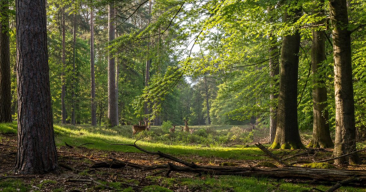 Nieuws Veluwe week 19 – 4 mei 2026 tot en met 10 mei 2026