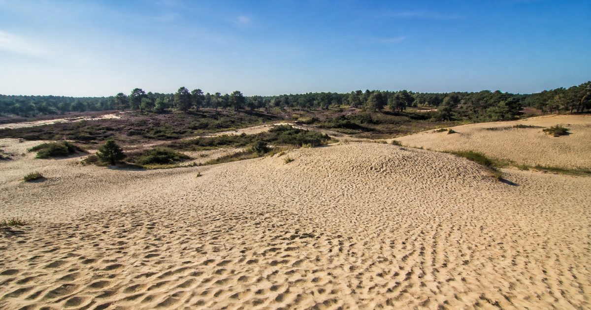 Wekeromse Zandverstuiving: hoe dit stuifzandgebied bij Wekerom ontstond en veranderde