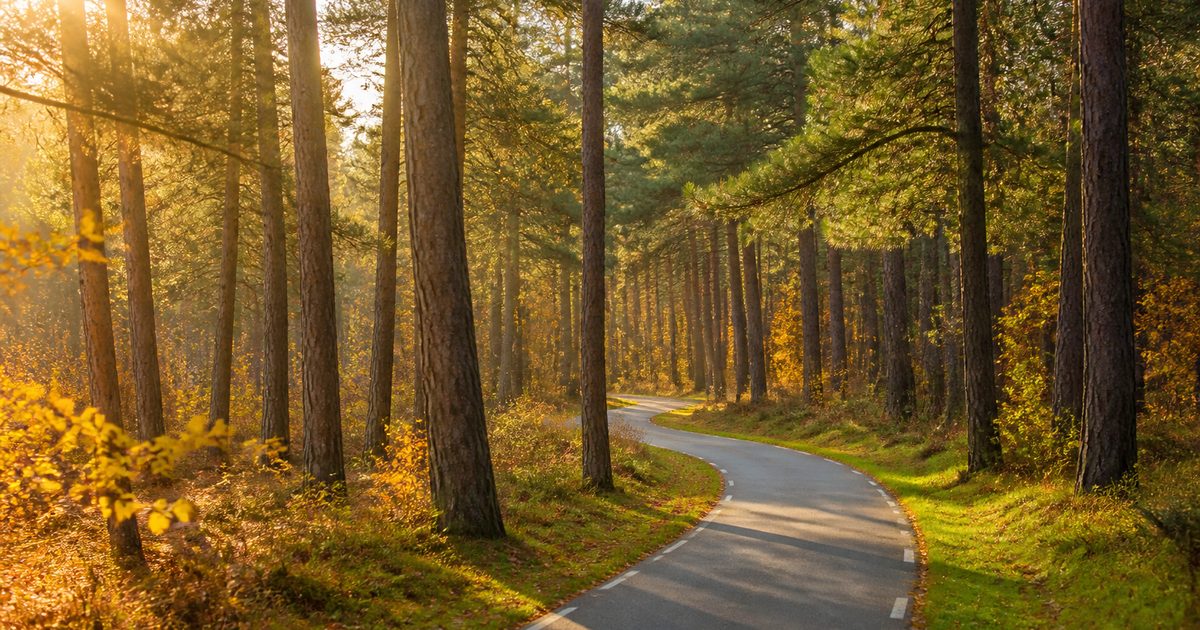 Provincie Gelderland en de Veluwe: welke rol speelt de provincie in natuur, wegen en woningbouw?