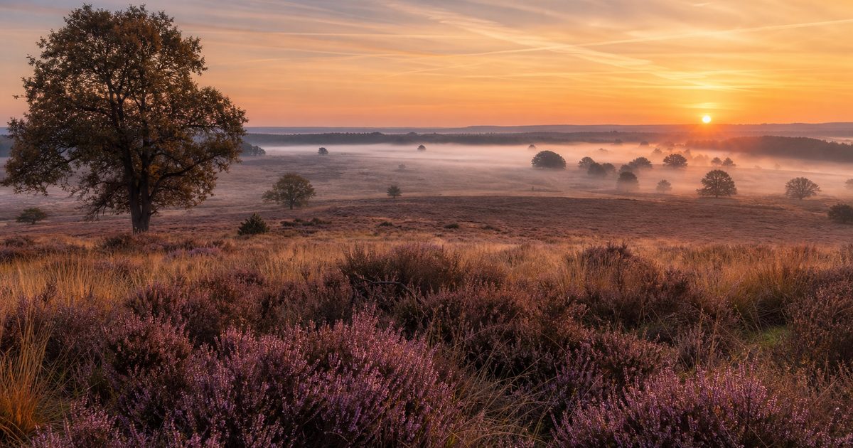 Waarom trekt de Veluwe zoveel toeristen, en waar is die druk het grootst?