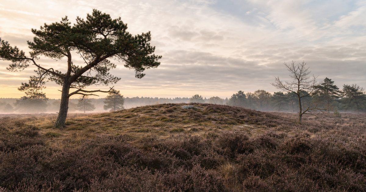 Grafheuvels op de Veluwe: waar liggen ze en wat weten archeologen?