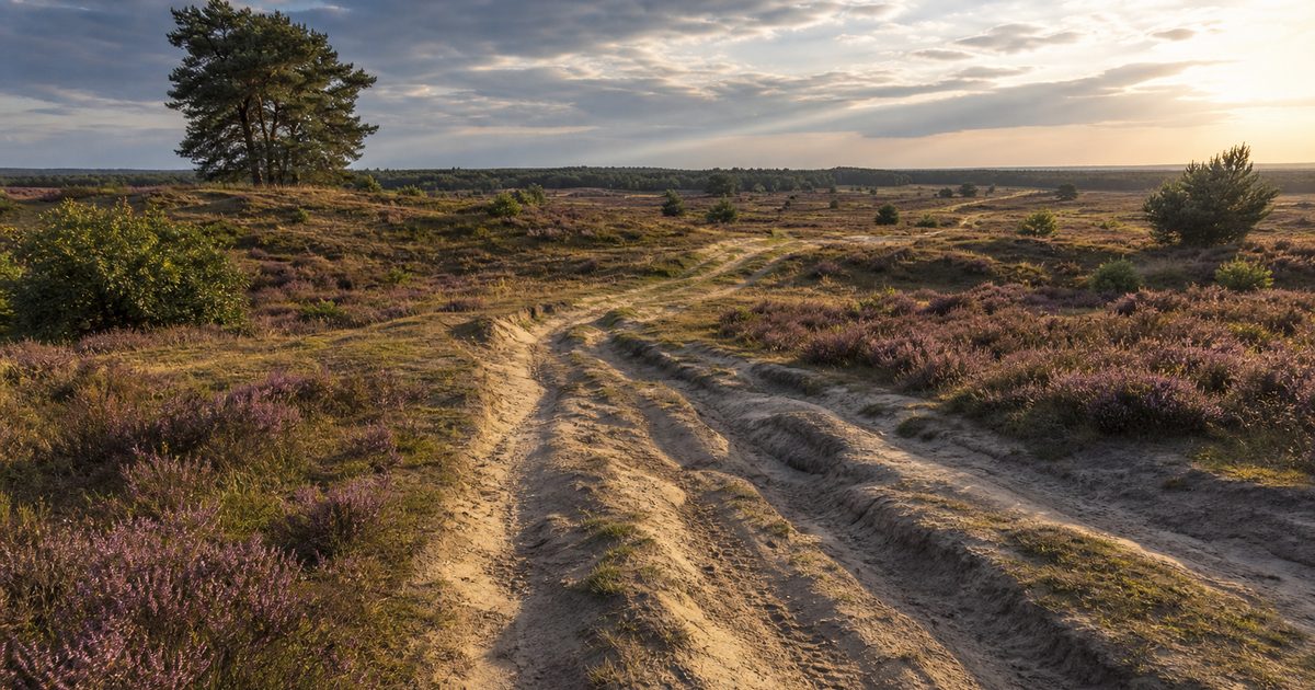 Kadastrale kaart op de Veluwe: wat zie je van percelen, grenzen en oud grondgebruik?