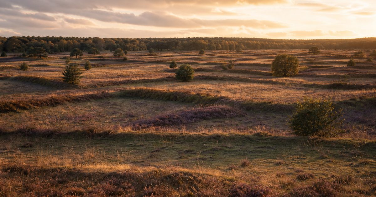 Celtic fields op de Veluwe: waar liggen deze oude akkers en wat vertellen ze?