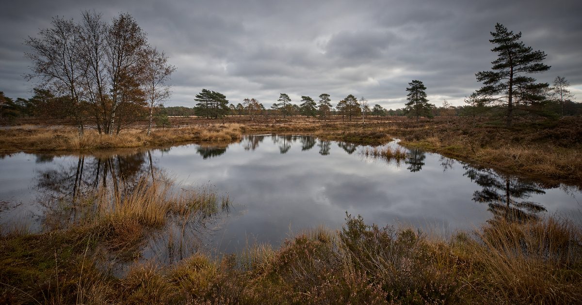 Vennen op de Veluwe: waarom zijn ze zeldzaam en welke zijn nog over?