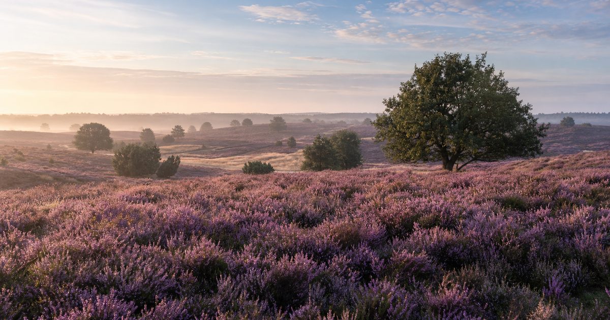 Bezienswaardigheden op de Veluwe: 15 plekken met natuur, erfgoed en verhalen