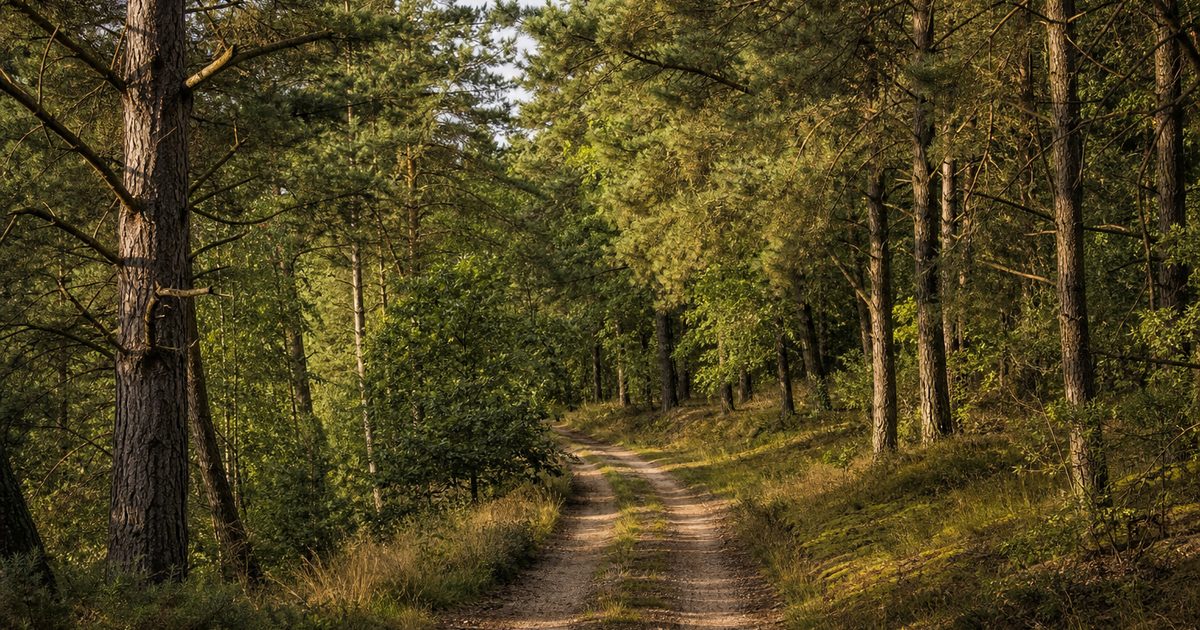 Campings op de Veluwe: hoe veranderden vakantieparken het landschap sinds de jaren zestig?