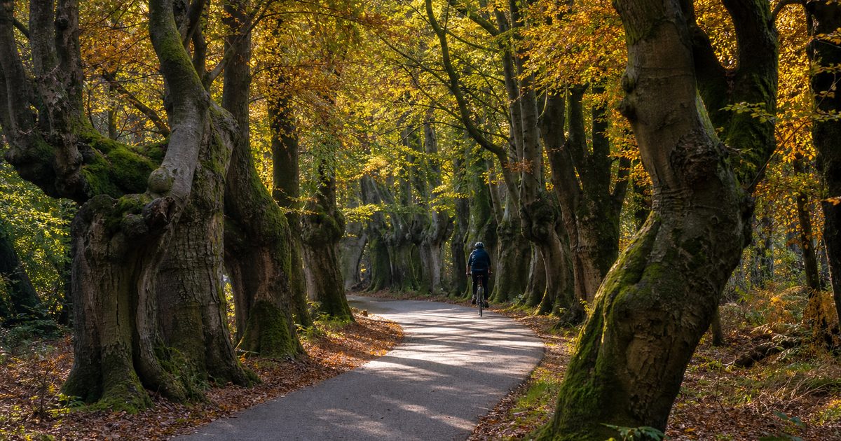 Fietsroutes Veluwe: 12 mooie tochten langs heide, bos en oude dorpen