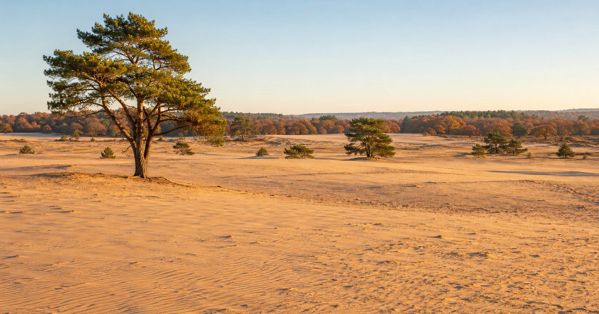 Wat is een zandvlakte? Op de Veluwe zie je hoe wind en beheer het landschap vormen