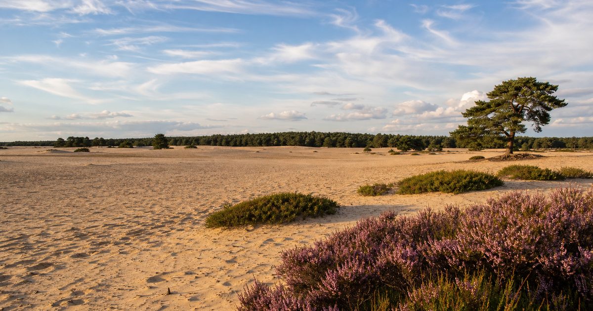 Otterloo: wat maakt dit Veluwse dorp anders dan Hoenderloo of Garderen?