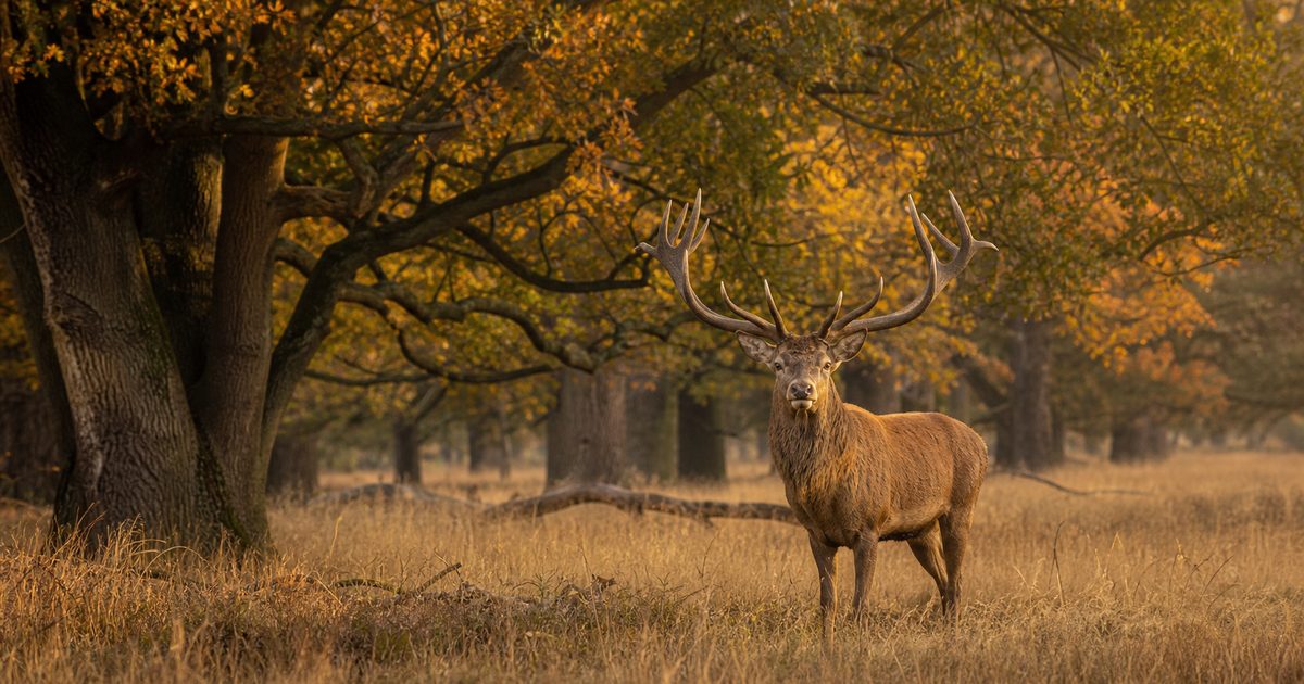 Museum en Wildpark Het Aardhuis: de geschiedenis van een koninklijk jachthuis bij Hoog Soeren