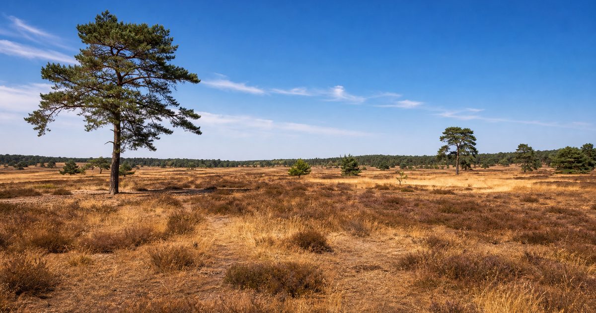 Bosbrand Veluwe: waarom is het risico hier zo groot en welke gebieden zijn kwetsbaar?