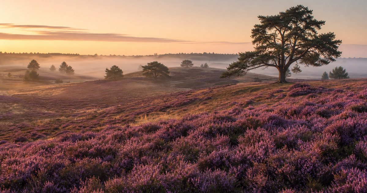 Heide in bloei wanneer? Dit is de beste periode voor paarse heide op de Veluwe