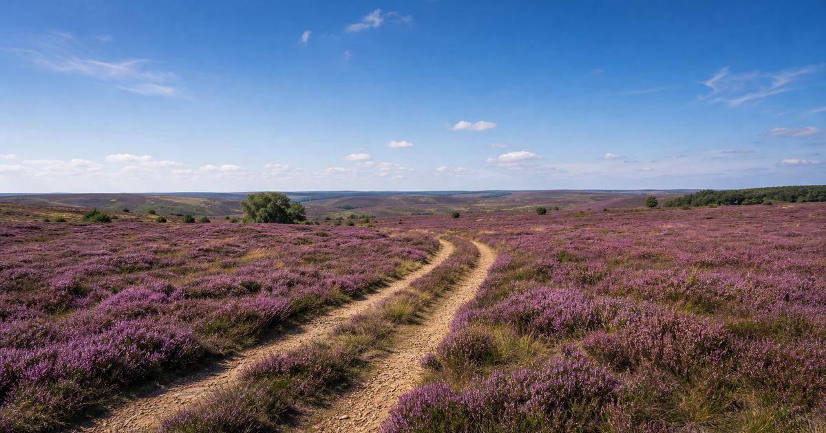Vakantiepark Veluwe: waar liggen de bekendste parken en wat is er in de omgeving te doen?