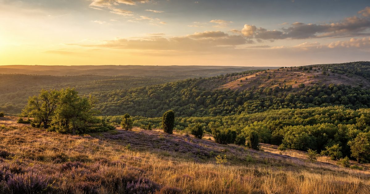 Stuwwallen in Nederland: waarom de Veluwe zo’n opvallend landschap heeft
