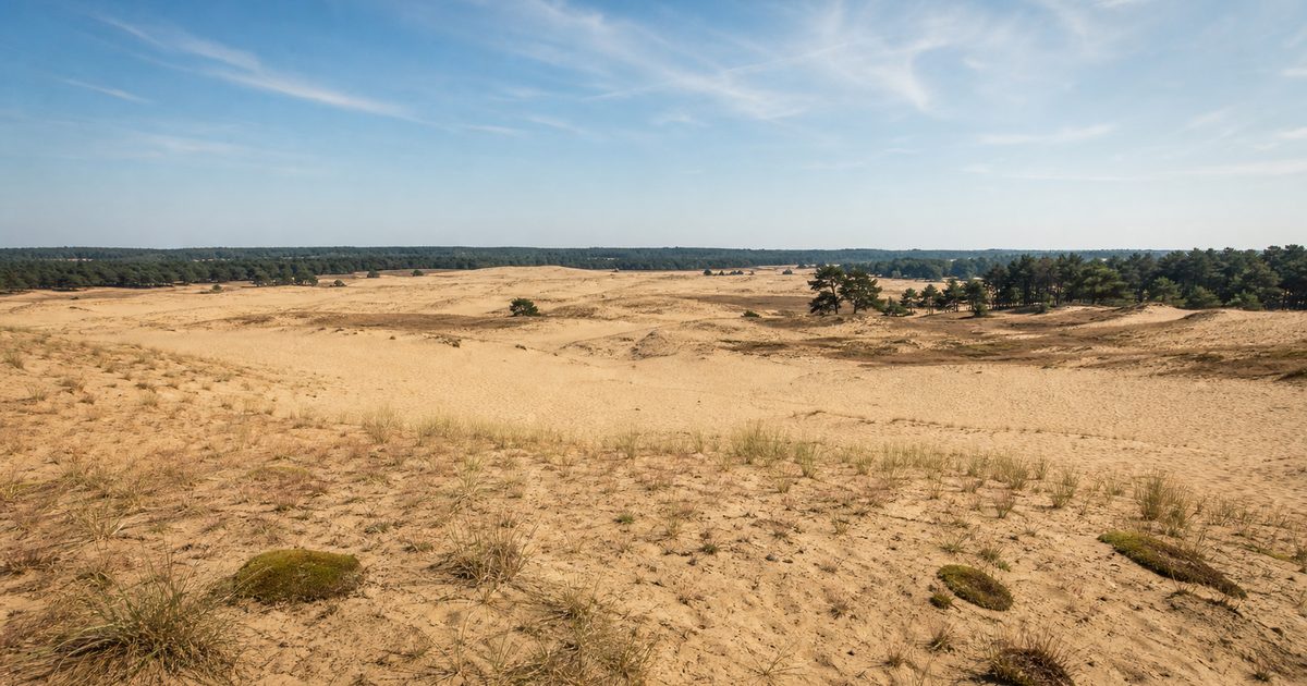 Grootste zandverstuiving Nederland: waarom het Kootwijkerzand op de Veluwe zo bijzonder is