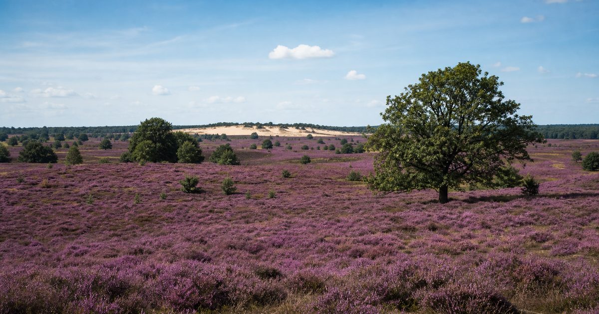 Hei Veluwe: wanneer bloeit de heide en waar kun je die het mooist zien?