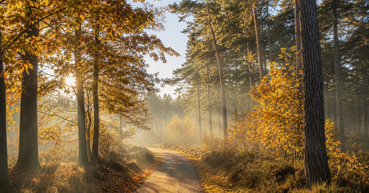 Weekend Veluwe: weer, uitagenda en wat te doen (29 mei 2026 – 31 mei 2026)