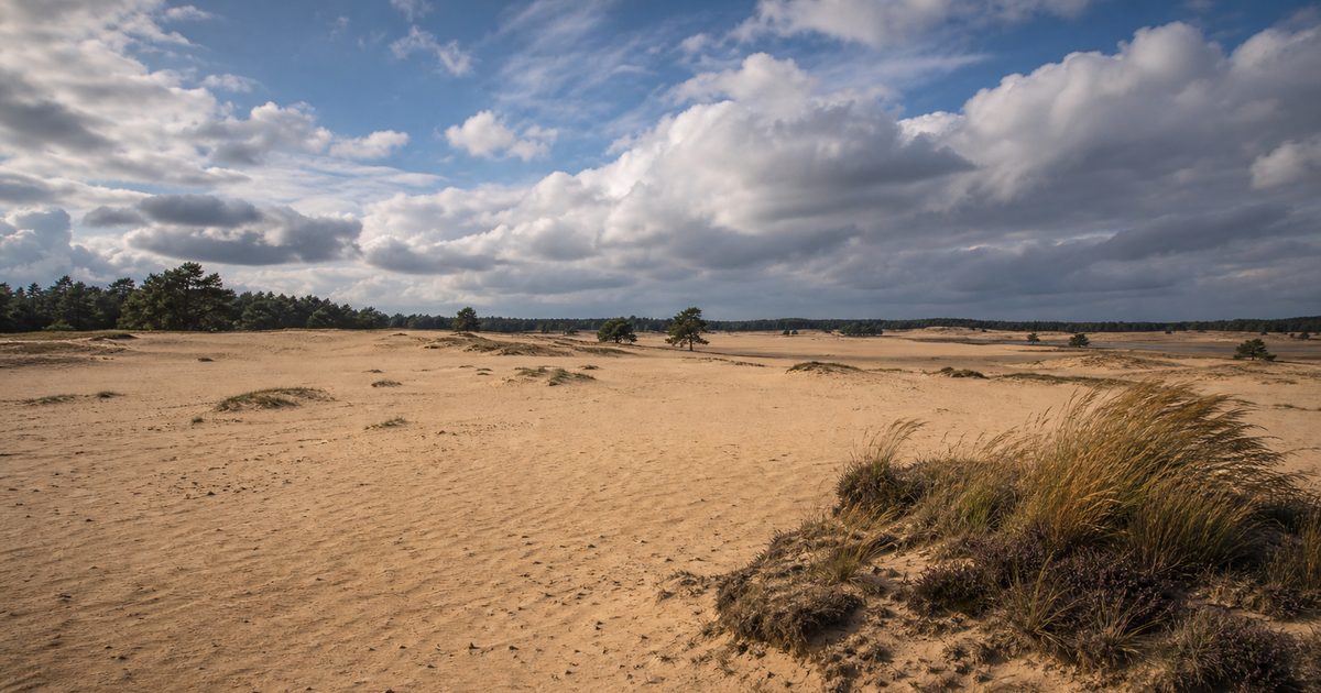 Wandelroutes op de Veluwe: hoe kies je een route die past bij bos, heide of stuifzand?