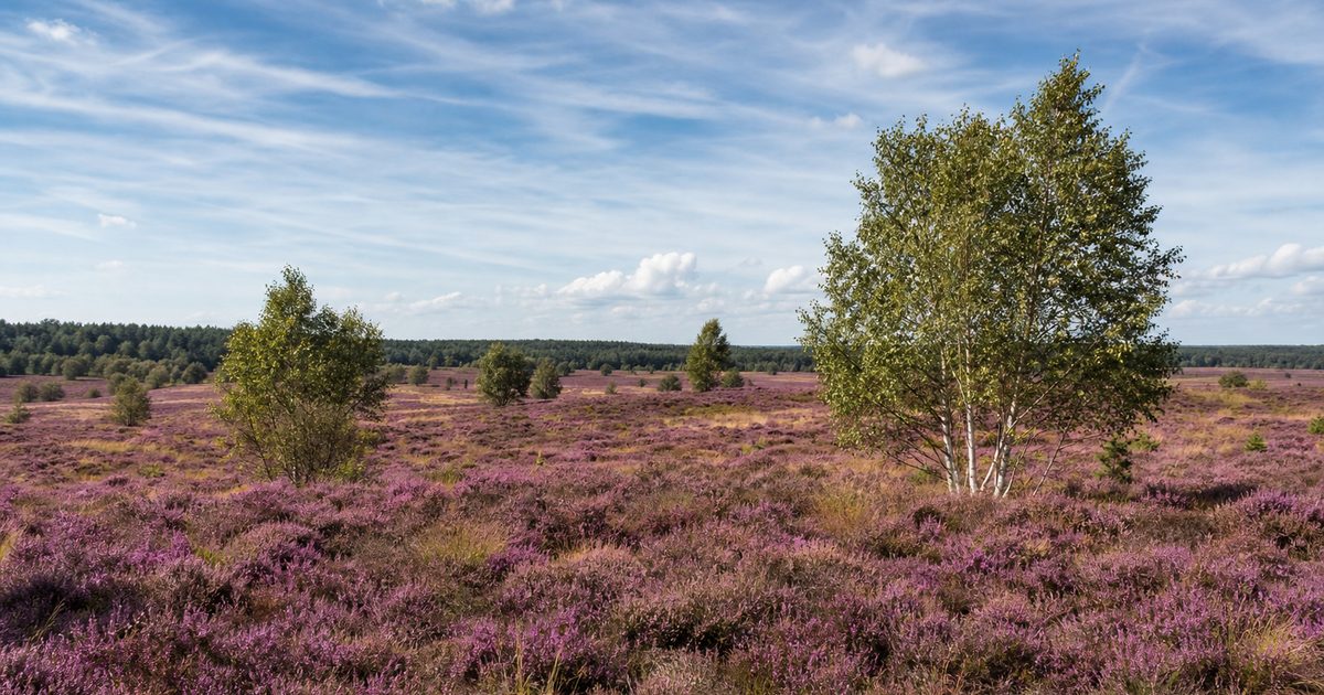 Nieuws Veluwe week 21