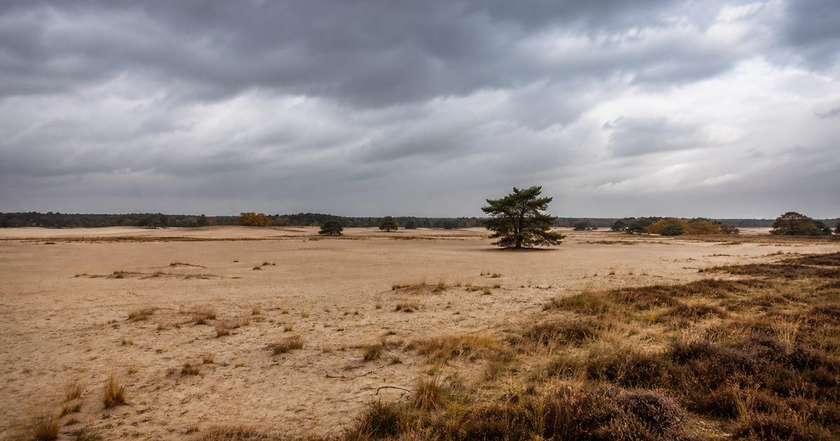 De zandverstuivingen van de Veluwe: hoe blijven ze open?