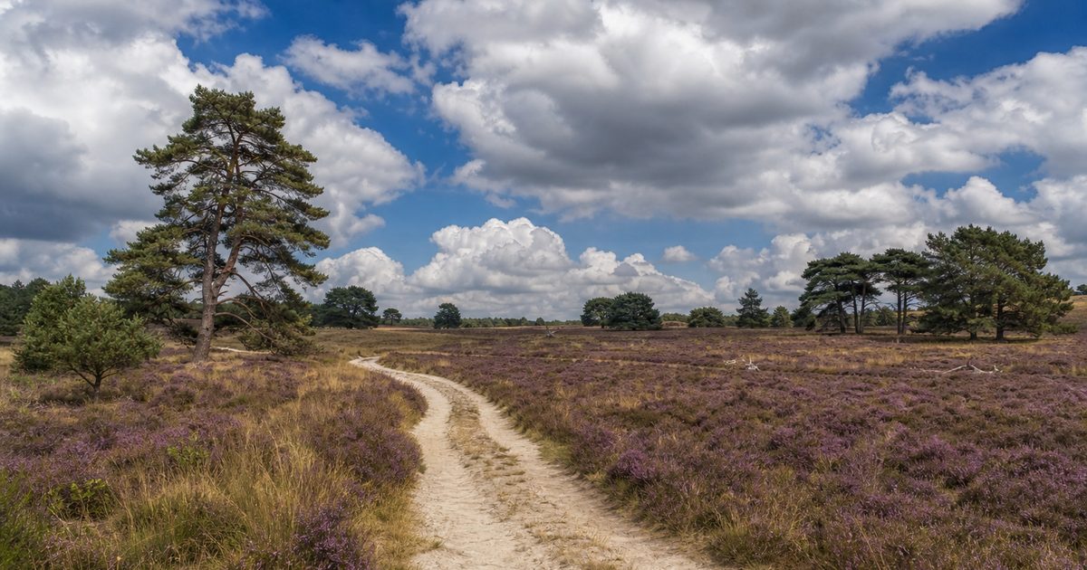 EuroParcs De Hooge Veluwe: wat ligt er in de omgeving en hoe past het park in het landschap bij Otterlo?