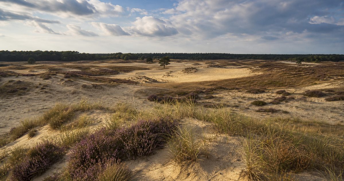 Zandverstuiving De Haere: hoe dit stuifzand bij Doornspijk ontstond